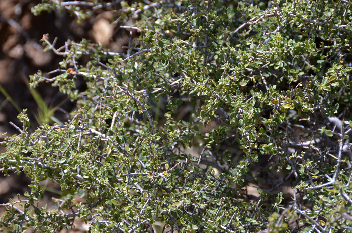 Ceanothus greggii, Desert Ceanothus Ceanothus greggii, Desert Ceanothus